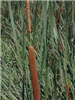 Narrowleaf Cattail <i>Typha angustifolia</i>